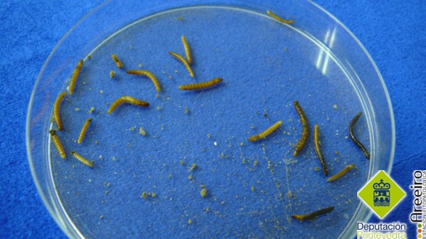 Larvas de gusanos de alambre.jpg